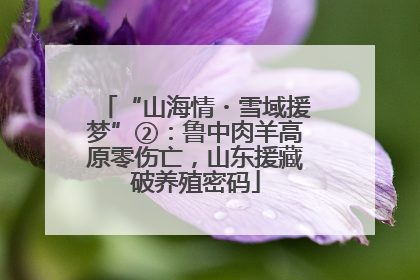 “山海情・雪域援梦”②：鲁中肉羊高原零伤亡，山东援藏破养殖密码