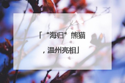 “海归”熊猫，温州亮相