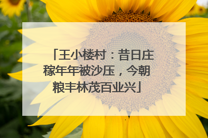 王小楼村：昔日庄稼年年被沙压，今朝粮丰林茂百业兴