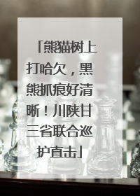 熊猫树上打哈欠，黑熊抓痕好清晰！川陕甘三省联合巡护直击