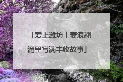 爱上潍坊丨麦浪翻涌里写满丰收故事