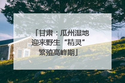 甘肃：瓜州湿地迎来野生“精灵”繁殖高峰期