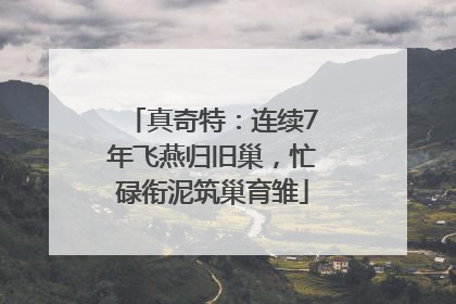 真奇特：连续7年飞燕归旧巢，忙碌衔泥筑巢育雏