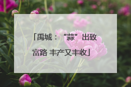 禹城：“蒜”出致富路 丰产又丰收