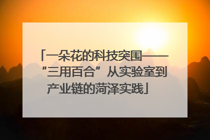 一朵花的科技突围——“三用百合”从实验室到产业链的菏泽实践