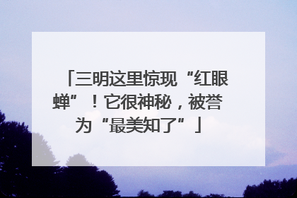 三明这里惊现“红眼蝉”！它很神秘，被誉为“最美知了”