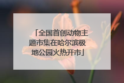 全国首创动物主题市集在哈尔滨极地公园火热开市