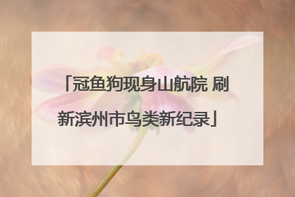 冠鱼狗现身山航院 刷新滨州市鸟类新纪录
