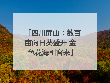 四川屏山：数百亩向日葵盛开 金色花海引客来