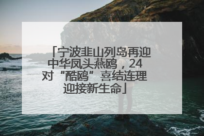 宁波韭山列岛再迎中华凤头燕鸥，24对“酷鸥”喜结连理迎接新生命