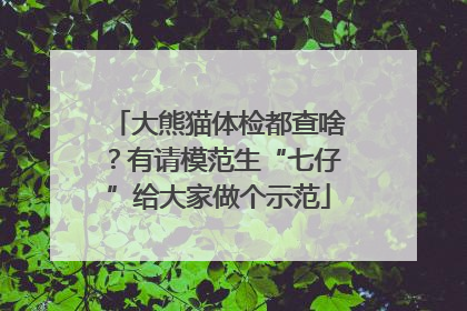 大熊猫体检都查啥？有请模范生“七仔”给大家做个示范