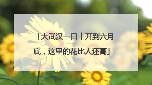 大武汉一日︱开到六月底，这里的花比人还高