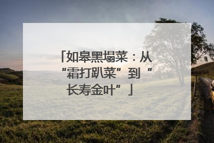 如皋黑塌菜：从“霜打趴菜”到“长寿金叶”