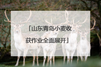 山东青岛小麦收获作业全面展开