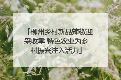柳州乡村新品辣椒迎采收季 特色农业为乡村振兴注入活力