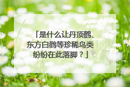 是什么让丹顶鹤、东方白鹳等珍稀鸟类纷纷在此落脚？
