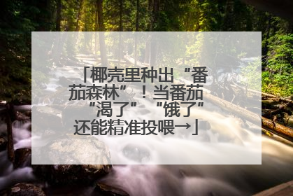 椰壳里种出“番茄森林”！当番茄“渴了”“饿了”还能精准投喂→