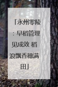 永州零陵：早稻管理见成效 稻浪飘香穗满田