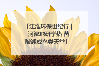 江淮环保世纪行｜三河湿地研学热 黄陂湖成鸟类天堂