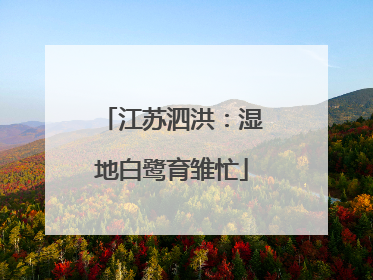 江苏泗洪：湿地白鹭育雏忙