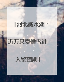 河北衡水湖：近万只夏候鸟进入繁殖期