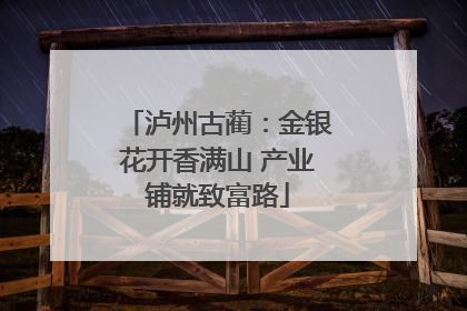 泸州古蔺：金银花开香满山 产业铺就致富路