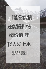 能赏能摘还能提供情绪价值 年轻人爱上水果盆栽