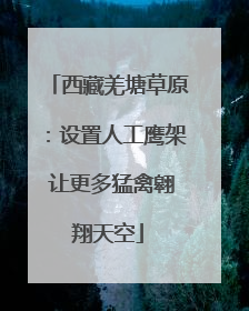 西藏羌塘草原：设置人工鹰架 让更多猛禽翱翔天空