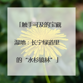 触手可及的宝藏湿地：长宁绿道里的“水杉镜林”