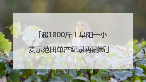 超1800斤！阜阳一小麦示范田单产纪录再刷新
