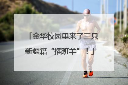 金华校园里来了三只新疆籍“插班羊”！