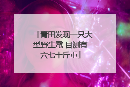 青田发现一只大型野生鼋 目测有六七十斤重