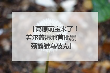高原萌宝来了！若尔盖湿地首批黑颈鹤雏鸟破壳